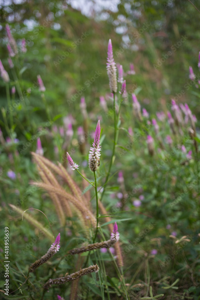 Delicate pink wildflowers blooming in lush green field nature photography serene environment close-up perspective Delicate pink wildflowers blooming in lush green field nature photography serene environment close-up perspective
