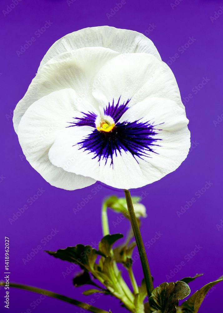 White Pansy Flower with Dark Blue Center purple background