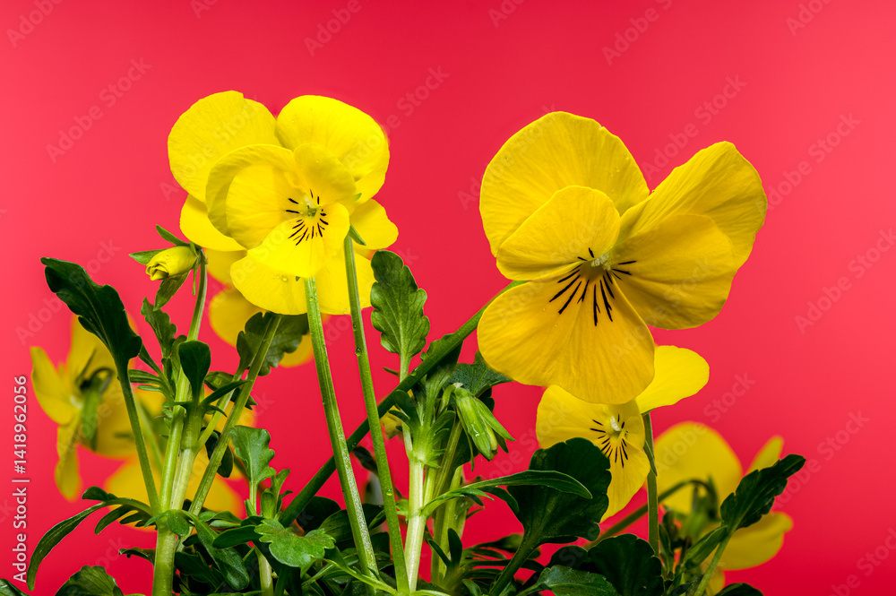 Yellow Pansy Flowers in Bloom on red background