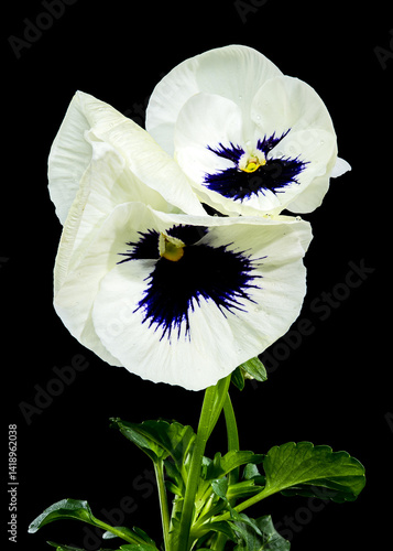 Obraz na płótnie White Pansy Flower with Dark Blue Center isolated on black background w salonie