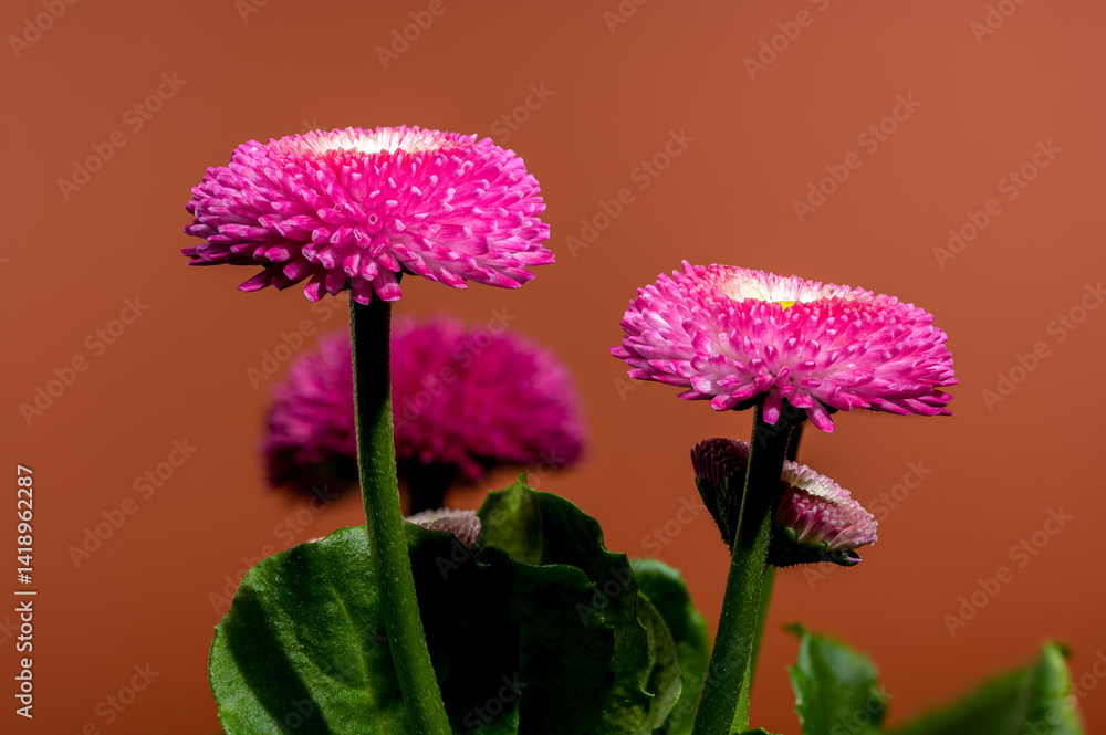 Pink English Daisy with Water Droplets