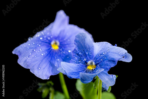 Light Blue Pansy Flowers with Water Droplets