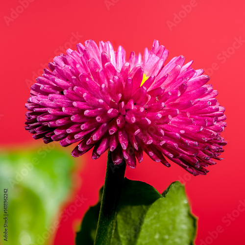 Obraz na płótnie Pink English Daisy with Water Droplets w salonie