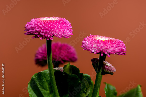 Obraz na płótnie Pink English Daisy with Water Droplets w salonie