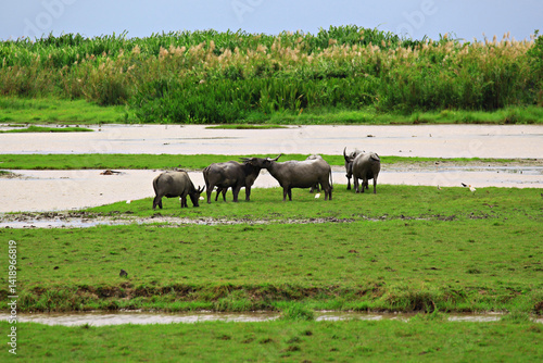 Wallpaper Mural Asia buffalos eating grass in Talay Noi is a river basin at the topmost of Songkhla Lake, Phatthalung Province, Thailand Torontodigital.ca