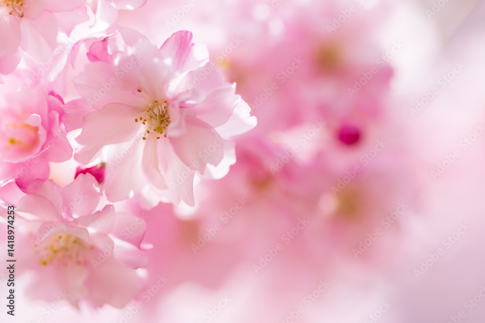 pink cherry blossom in spring
pink cherry blossom in spring