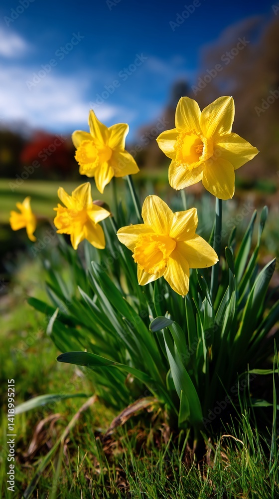 Vibrant yellow daffodils in a garden setting Vibrant yellow daffodils in a garden setting