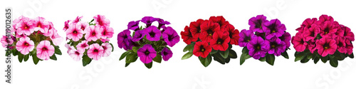A set of Petunia on a transparent background