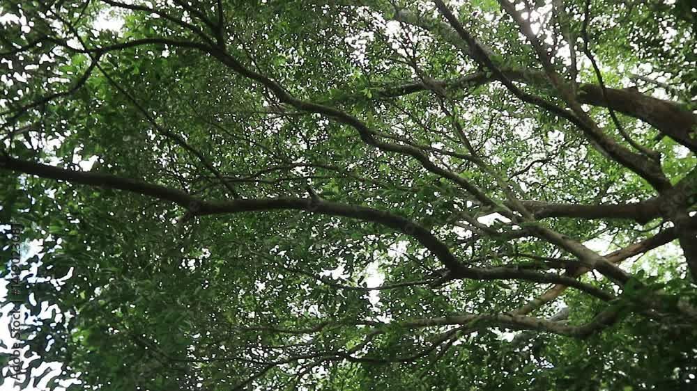 The beautiful shady green leaves and towering tree trunks in the middle of the forest make the place below shady and cool
The beautiful shady green leaves and towering tree trunks in the middle of the forest make the place below shady and cool
