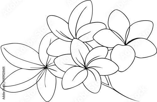 Frangipani Flower Cluster Outline Plumeria Blossoms, Floral Line Art, White Background