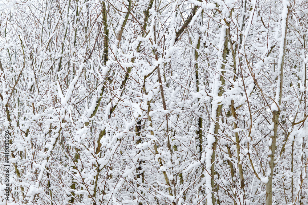 Fototapeta premium Background texture of tree branches on one side covered with snow in Friesland The Netherlands