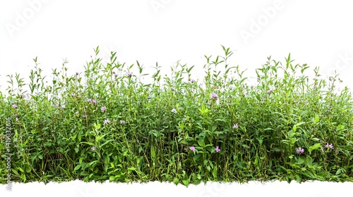 Lush green meadow wildflowers, summer bloom, isolated background, nature design