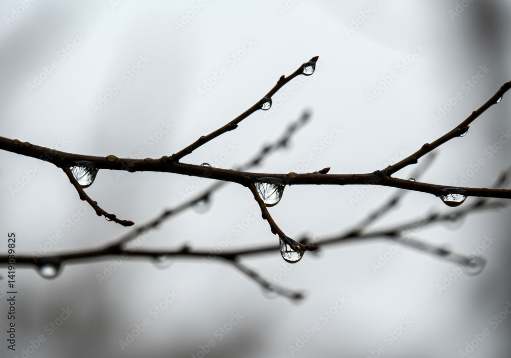 Raindrops on a Branch: Winter Nature Photography Raindrops on a Branch: Winter Nature Photography
