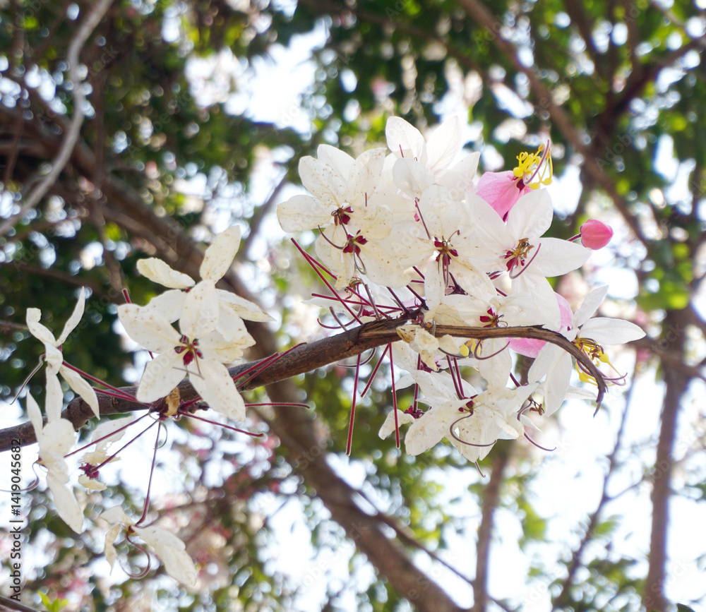 Obraz premium Close up shot of Wishing tree flower blossom, Low angle view