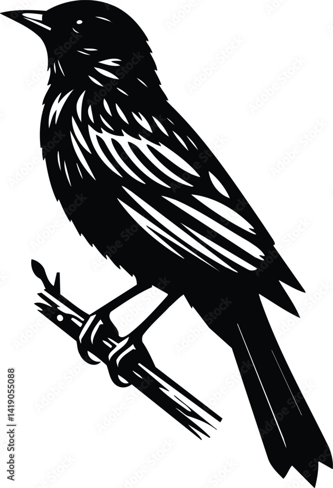Fototapeta premium Oriole Perched on Branch Silhouette in Black and White