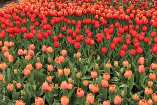 Red and Orange Tulips Flowerbed at the Keukenhof Flower Garden in Lisse, Netherlands, April 2025
