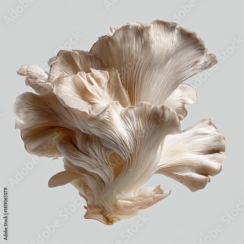 Close up Studio Shot of Delicate Oyster Mushrooms Isolated on Grey Background Gourmet Culinary Food