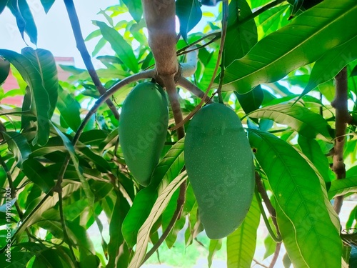 Fresh Green Mangoes Among the Leaves