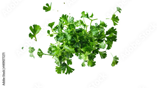 Chopped dry parsley leaves flying, isolated on white, clipping standard