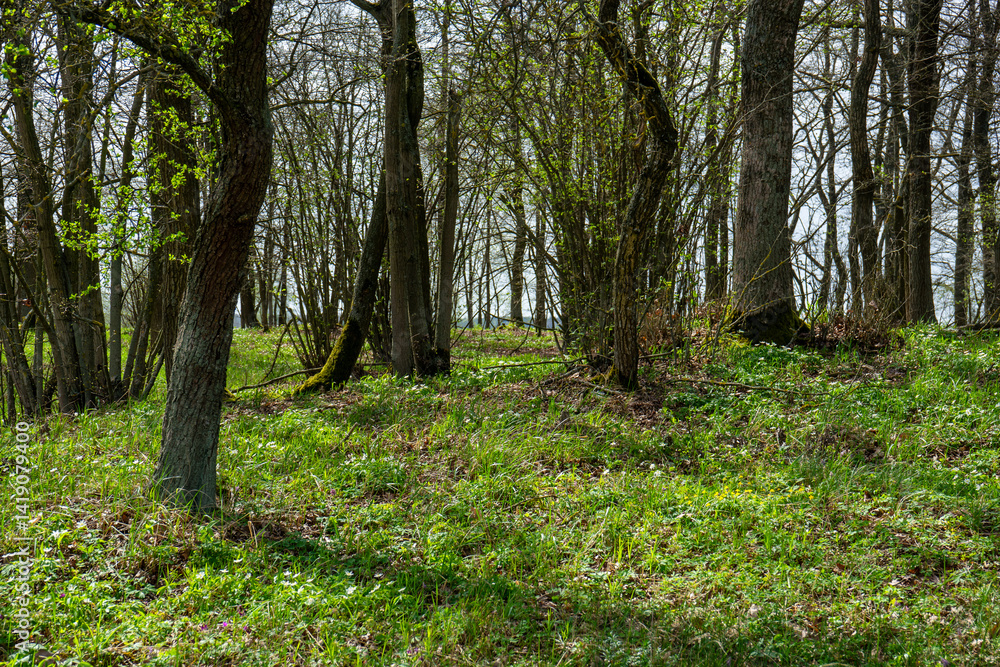 Delikatna wiosenna zieleń w Dolinie Narwi, Podlasie, Polska