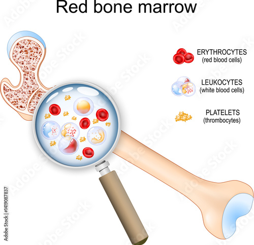 Red bone marrow cells Through the magnifying glass
