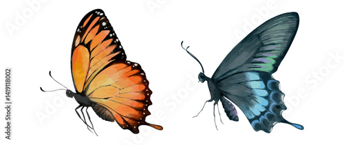 Watercolor butterfly illustration in side view with orange and blue wings. Hand painted insect vector for nature print fashion decor and educational design