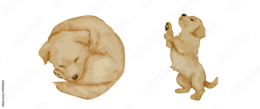 Fototapeta premium Watercolor golden retriever puppy illustration set with sleeping and standing dog poses. Hand painted dog art for nursery decor greeting cards kids designs and pet prints