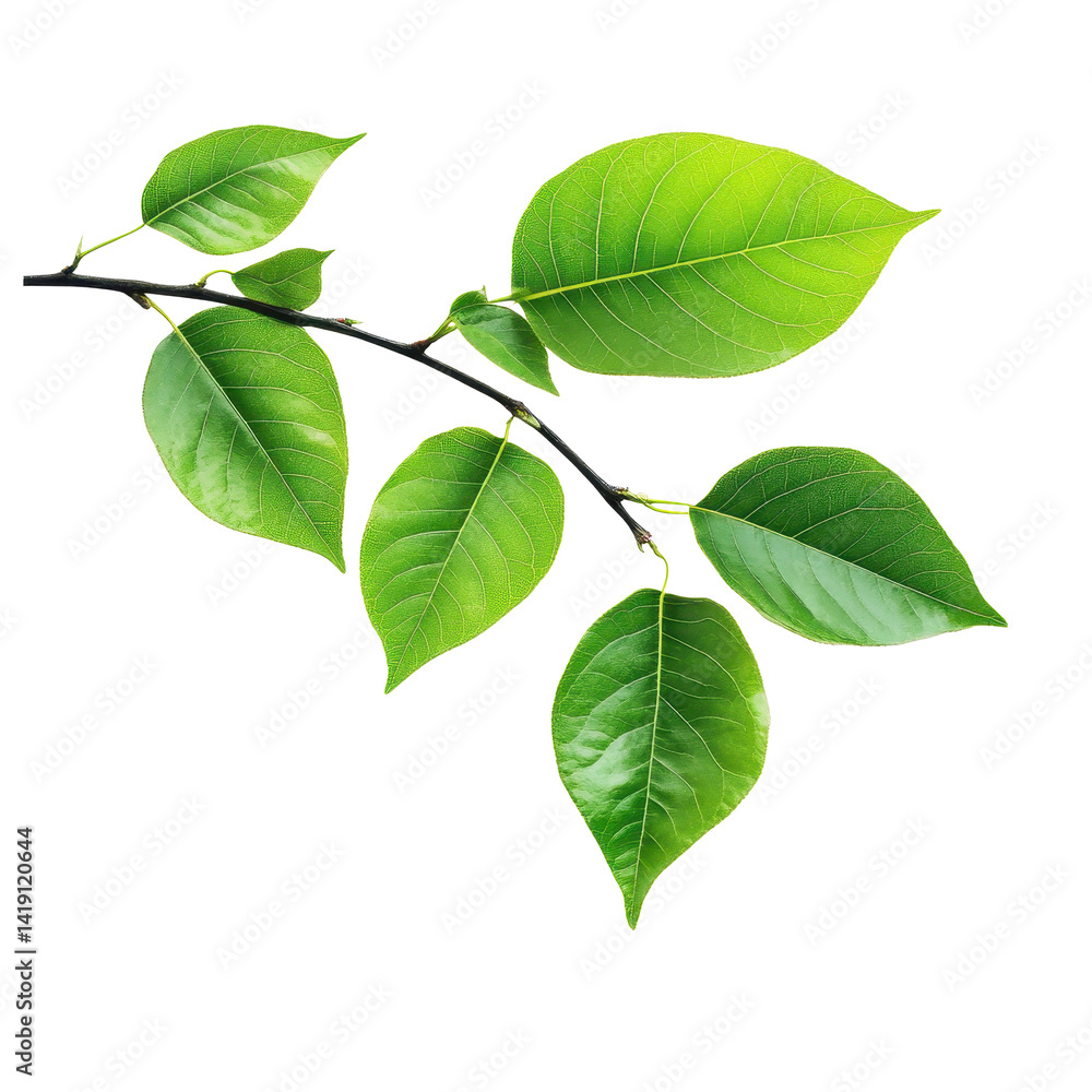 Vibrant green tree leaves isolated on a clean white background showcasing natures beauty and detail, green tree leaves isolated on white background Vibrant green tree leaves isolated on a clean white background showcasing natures beauty and detail, green tree leaves isolated on white background