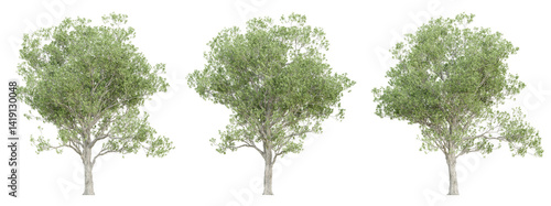 3d quercus robur trees on transparent background, png plant.