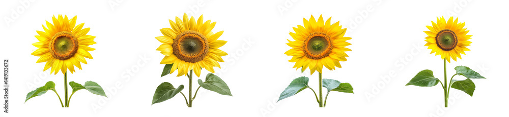 Fototapeta premium Blooming Sunflower Collection, Isolated on Black, cut out transparent