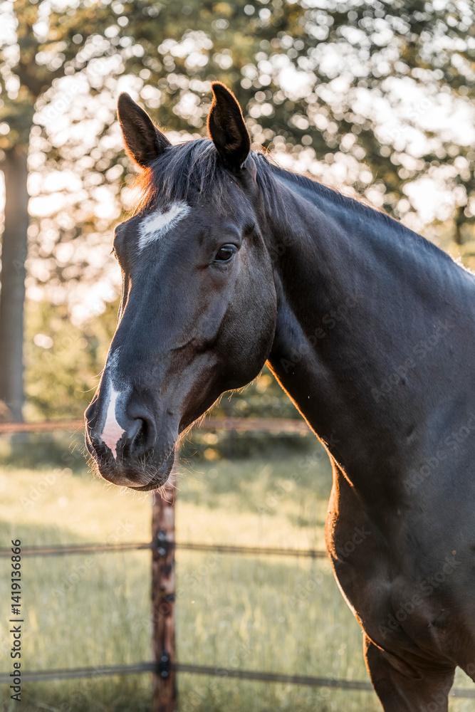Fototapeta premium black horse during sunset golden hour pretty
