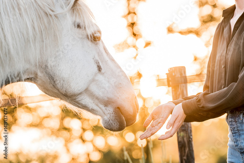 hand and horse human and pony connect and bond soft touch
