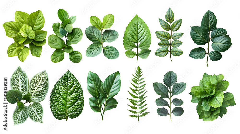 Mixed variety of green leaves in natural arrangements, realistic and detailed, isolated on white background Mixed variety of green leaves in natural arrangements, realistic and detailed, isolated on white background