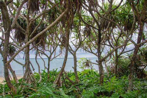 奄美大島の自然、アダンの林、海辺の植物。