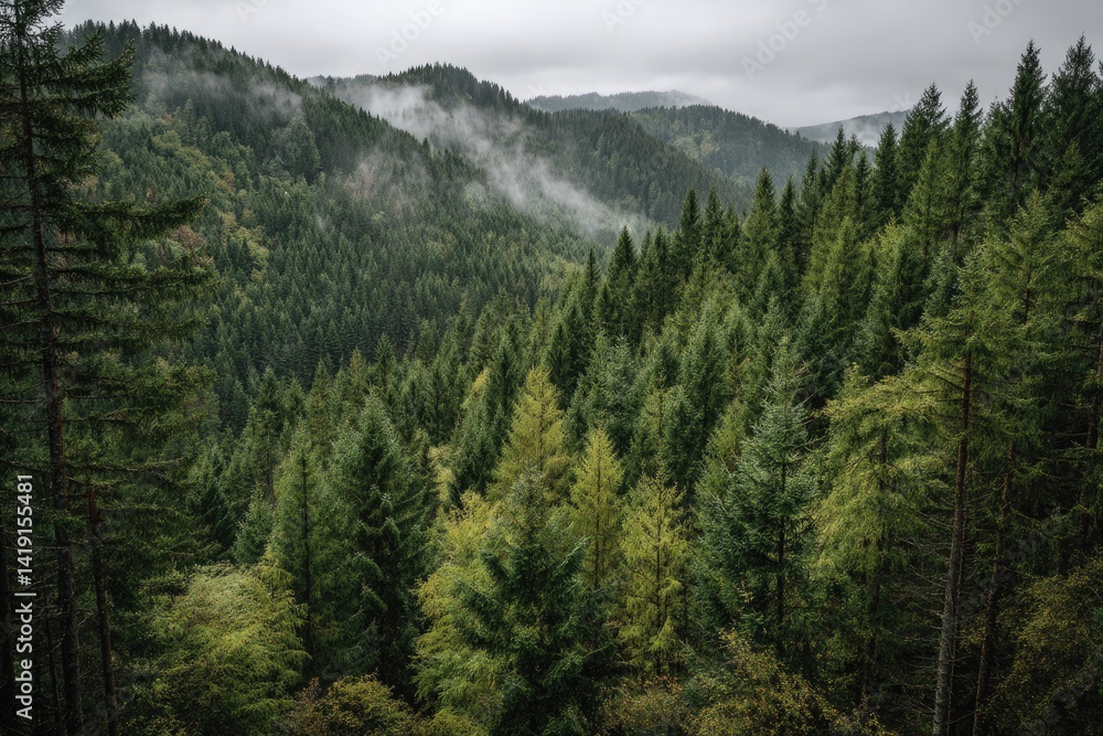 Misty mountain forest view (1) Misty mountain forest view (1)