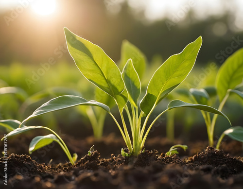 Young green plant, Close up of a Young Plant Bathed in Morning Light. Embracing the Energy of New Beginnings. Cultivating Agriculture 