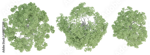 Top view of 3d quercus robur trees on transparent background, png plant illustration.