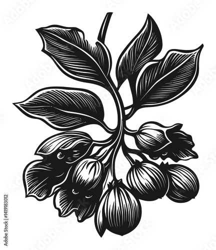 Detailed Black and White Engraving of Flowering Branch with Leaves