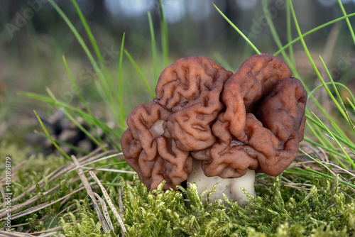 A poisonous false morel (Gyromitra esculenta) with a pine needles and green grass. Close-up shot with bokeh background.