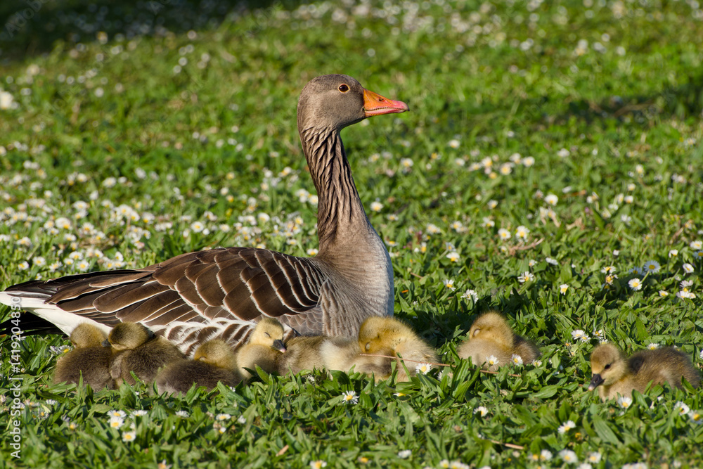 greylag goose with its goslings resting on the green grass greylag goose with its goslings resting on the green grass