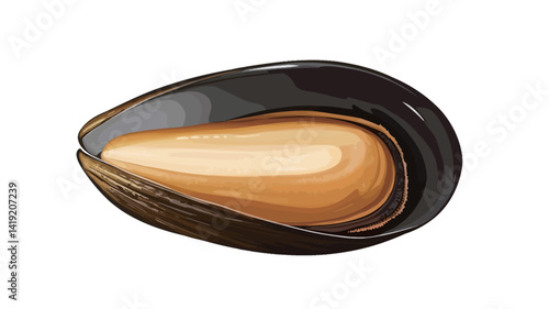 A detailed close-up illustration of an open mussel shell, set against a pure white background. The illustration is highly detailed to show the smooth texture of the mussel shell.