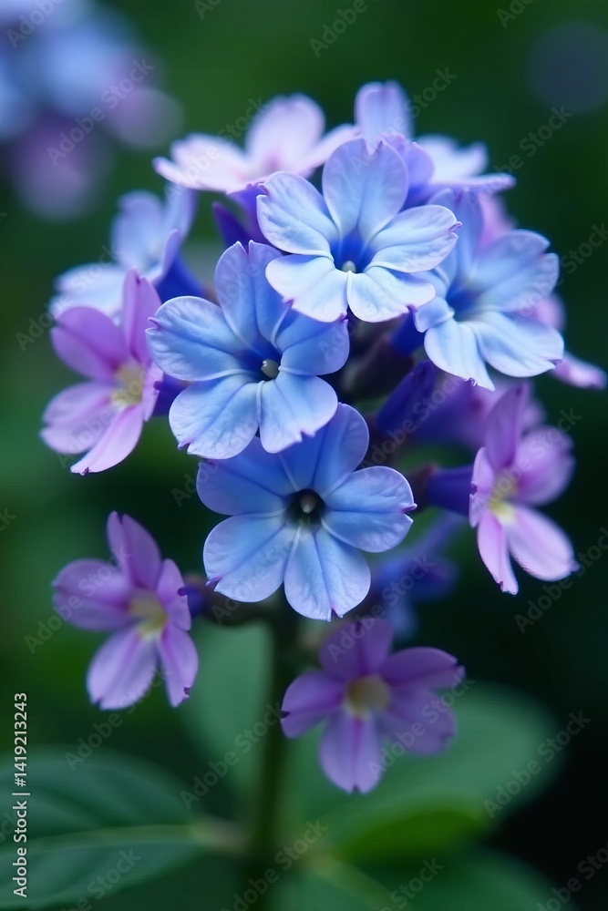 Vibrant set of fresh blue forget me not blooms in a cluster, decoration, arrangement, petal Vibrant set of fresh blue forget me not blooms in a cluster, decoration, arrangement, petal
