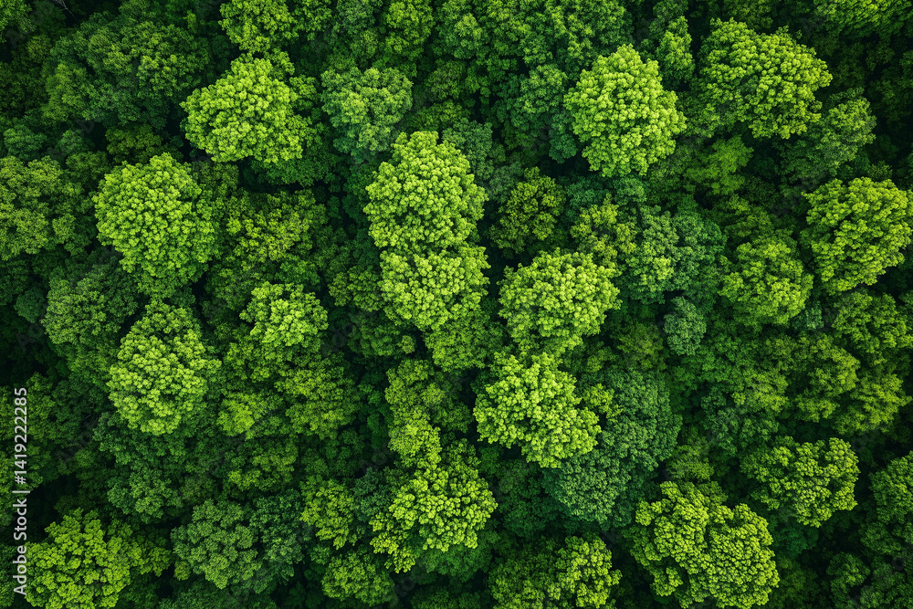 Top view of a green tropical forest. Beautiful aerial shot of trees. Top view of a green tropical forest. Beautiful aerial shot of trees.