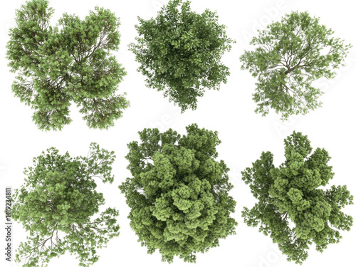 Aerial View of Six Lush Green Trees Canopy From Above  High Resolution 3D Render