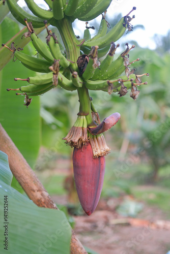 banana plant with large, reddish purple flower hanging from its stem, surrounded by green leaves and other banana plants in background, showcasing tropical environment