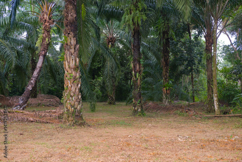 Lush palm trees create serene atmosphere in tropical forest, surrounded by greenery and natural beauty. peaceful environment invites relaxation and exploration