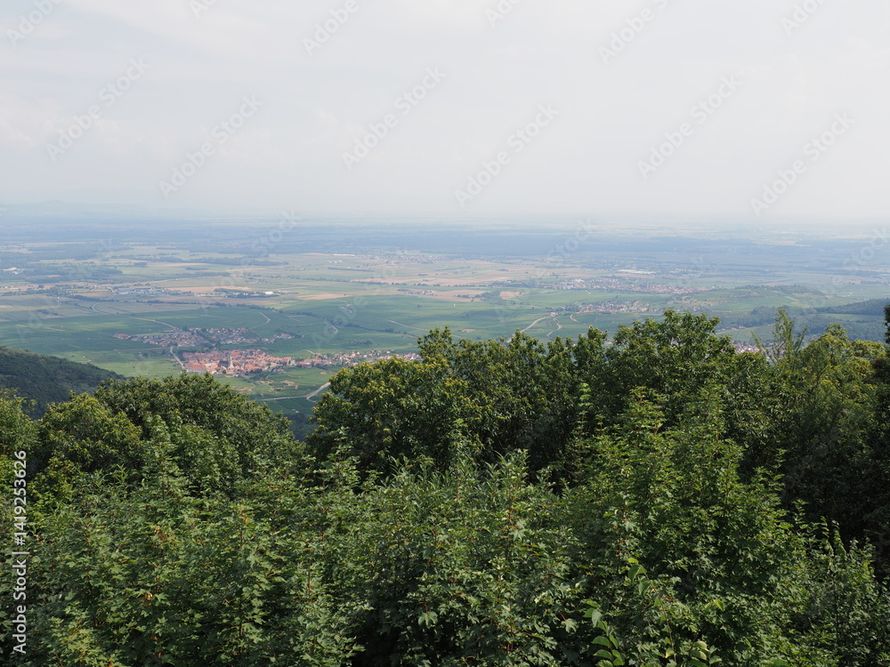 Fototapeta premium Trees seen from Koenigsbourg castle in Alsace in France