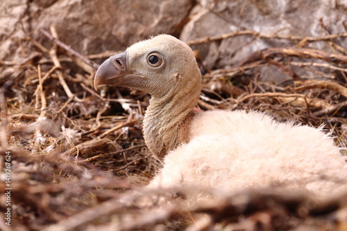 LITTLE NEWBORN VULTURE IN ITS NEST
