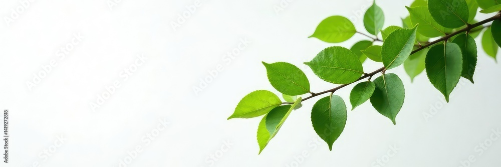 A single isolated tree branch with leaves and foliage on a grayish-white background, leaves, isolated A single isolated tree branch with leaves and foliage on a grayish-white background, leaves, isolated
