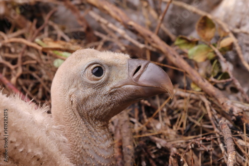 LITTLE NEWBORN VULTURE IN ITS NEST
